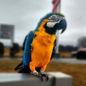 Gabby Sue, a blue/yellow and very little green Macaw.