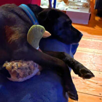 Tank laying on the couch of the main DV Farm house, with his arm cuddling his stuffy Duck.