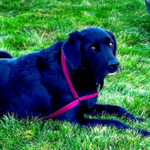 Storm laying in the green grass on the DV Farm.